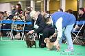 Crufts2011_2 832